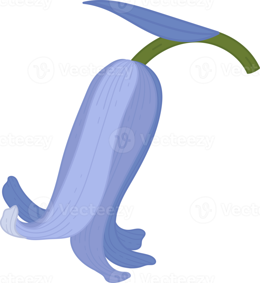 blåklocka blomma handritad illustration. png