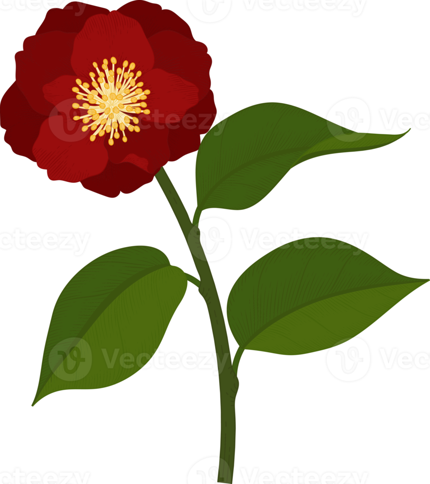 Red camellia flower hand drawn illustration. png