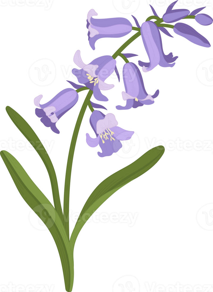 Bluebell flower hand drawn illustration. png