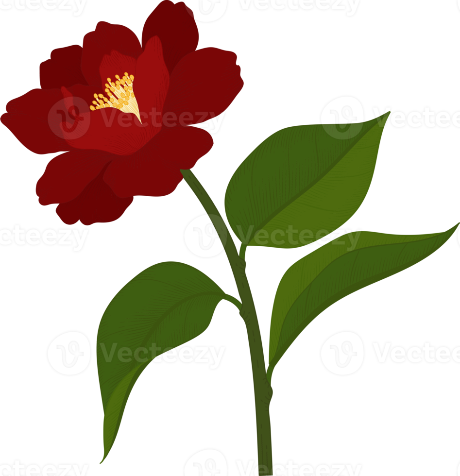 Red camellia flower hand drawn illustration. png