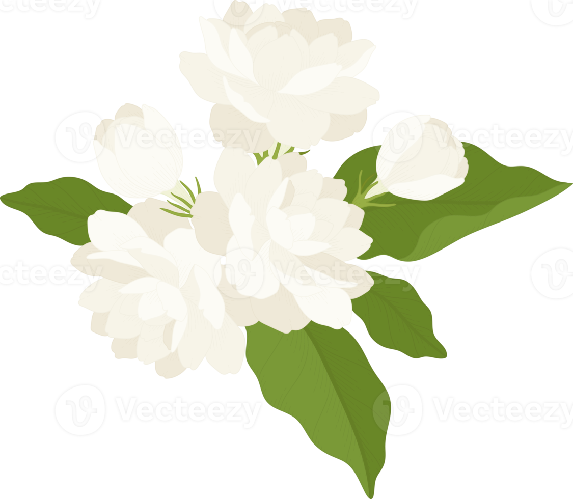 Bouquet of jasmine flower illustration. png