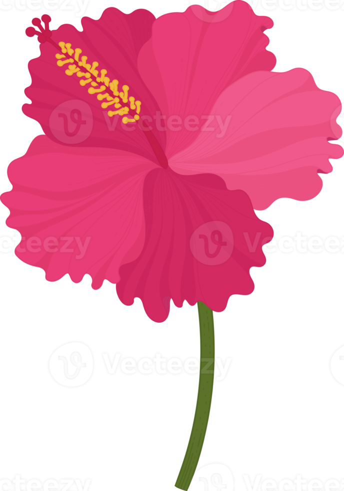 roze hibiscus bloem hand getekende illustratie. png