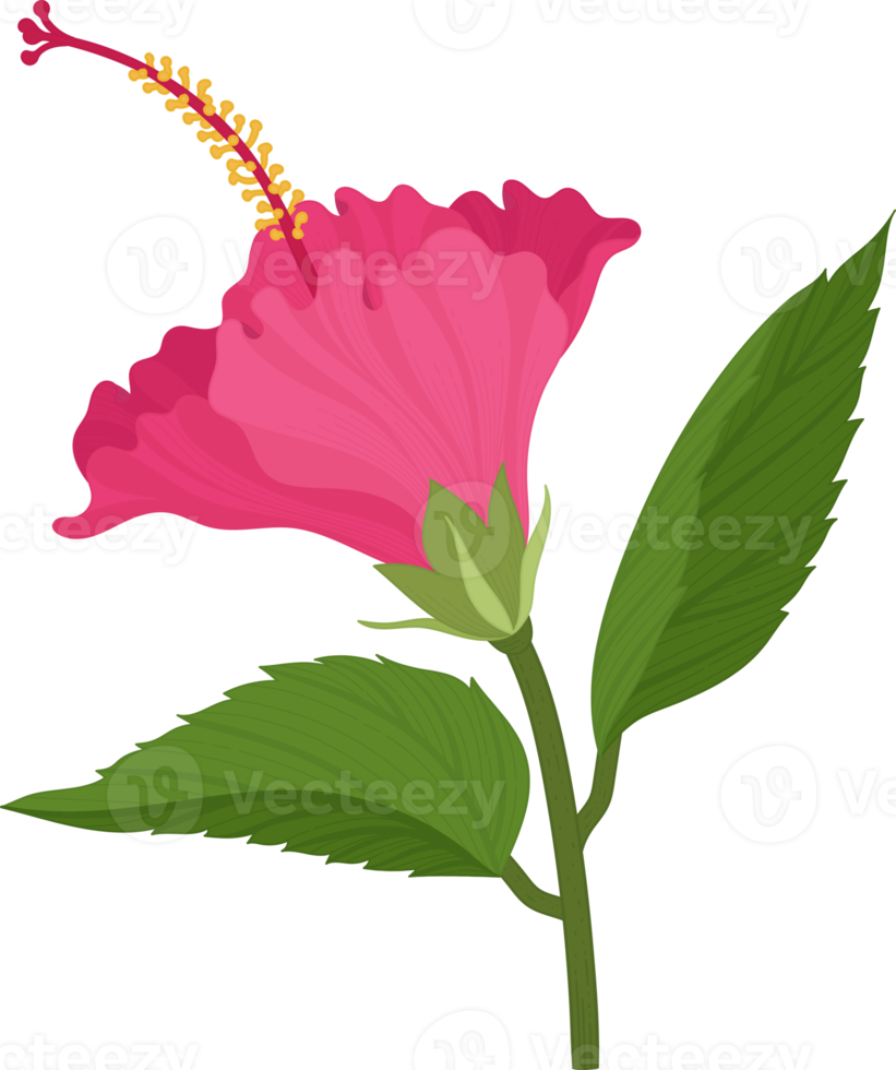 Pink Hibiscus flower hand drawn illustration. png