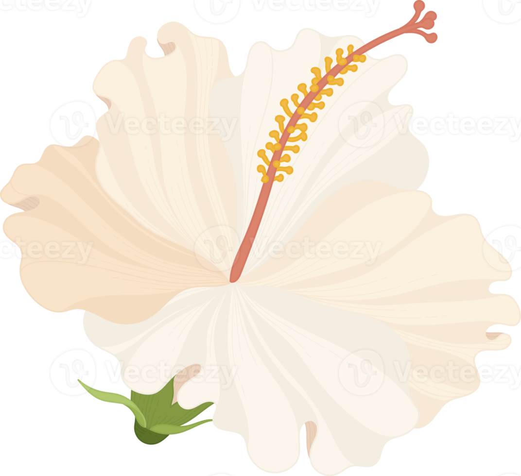 White Hibiscus flower hand drawn illustration. png