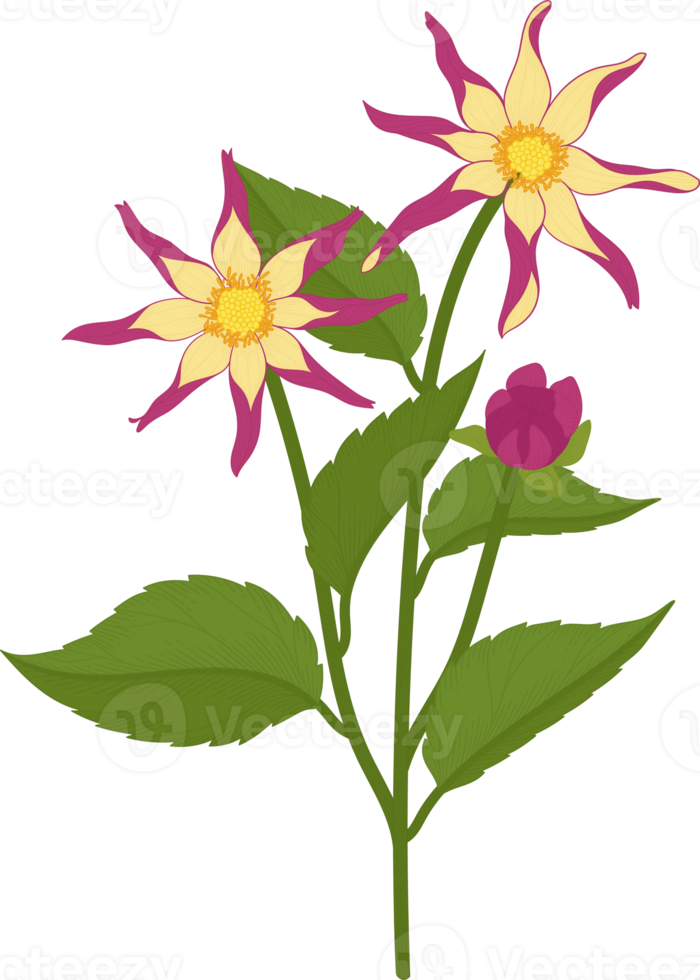 Pink dahlia flower hand drawn illustration. png