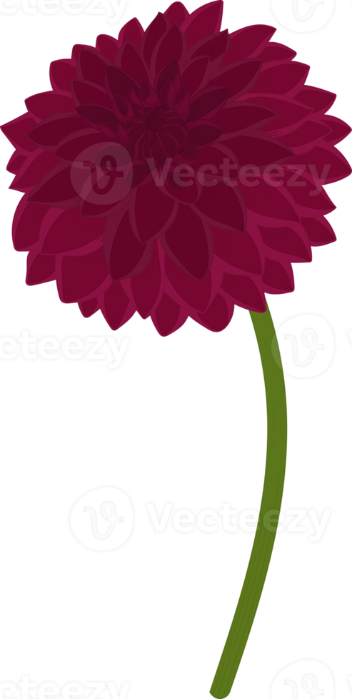 illustrazione disegnata a mano del fiore della dalia rosa scuro. png