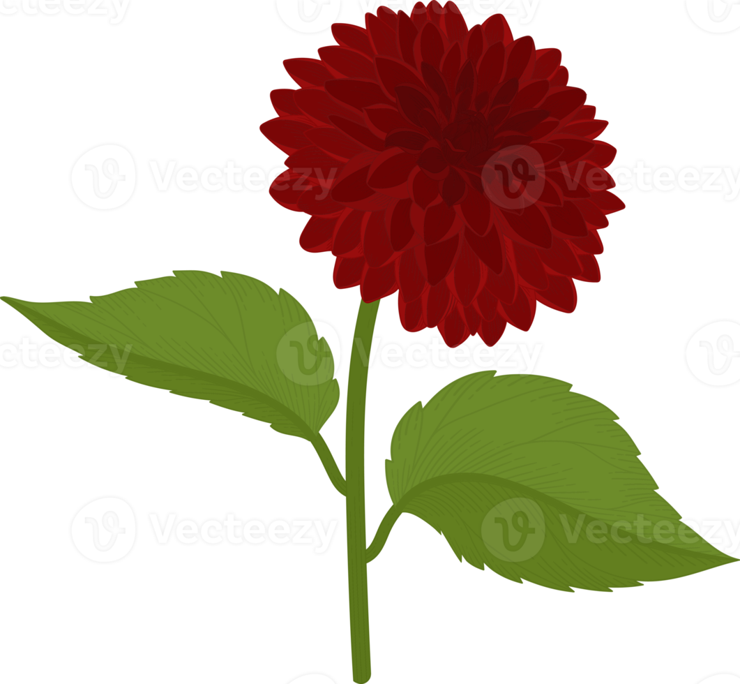 Red dahlia flower hand drawn illustration. png