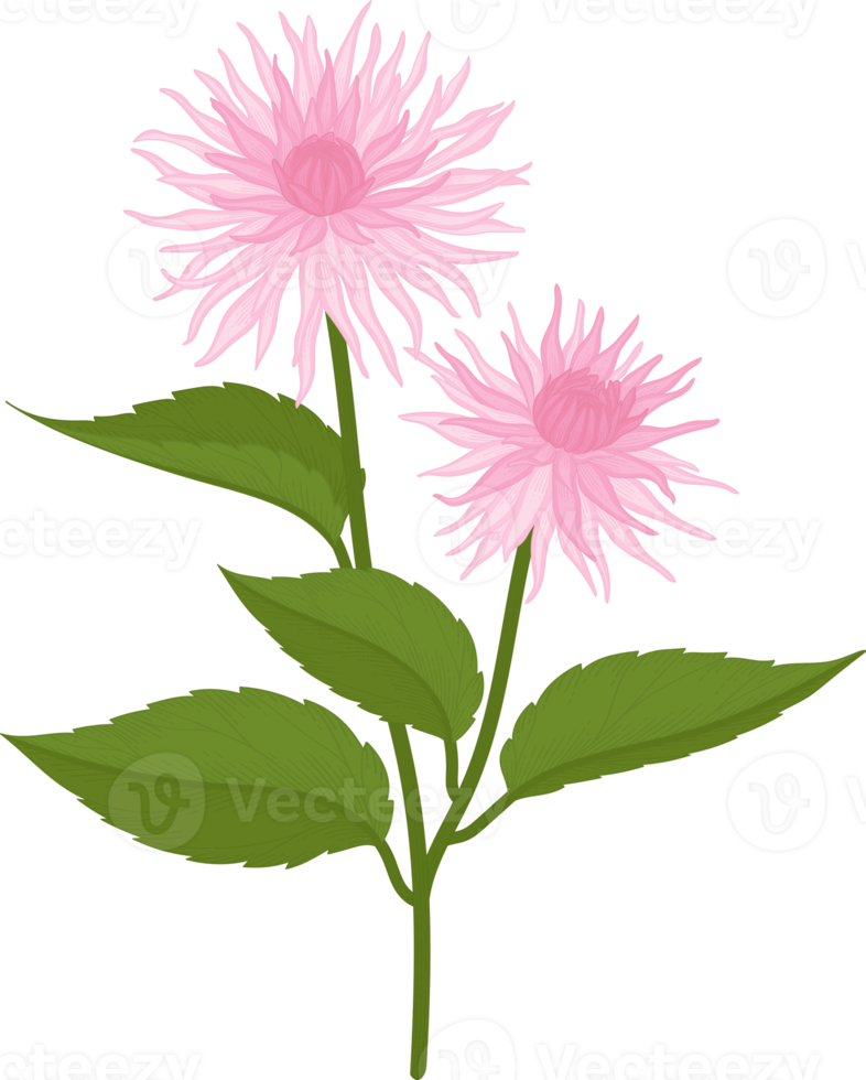 ilustração desenhada de mão rosa dália flor. png