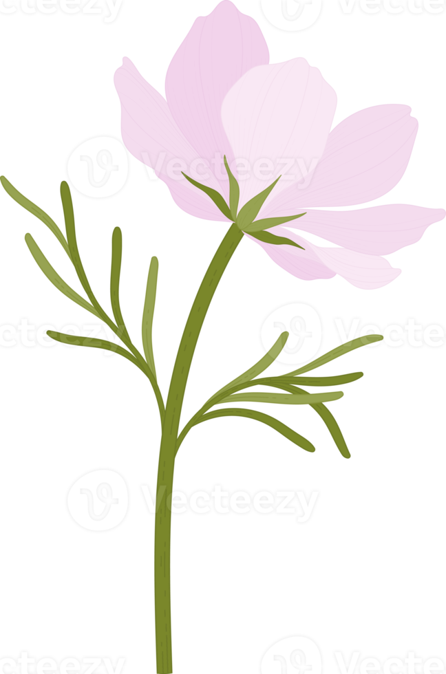 rosa kosmos blomma handritad illustration. png