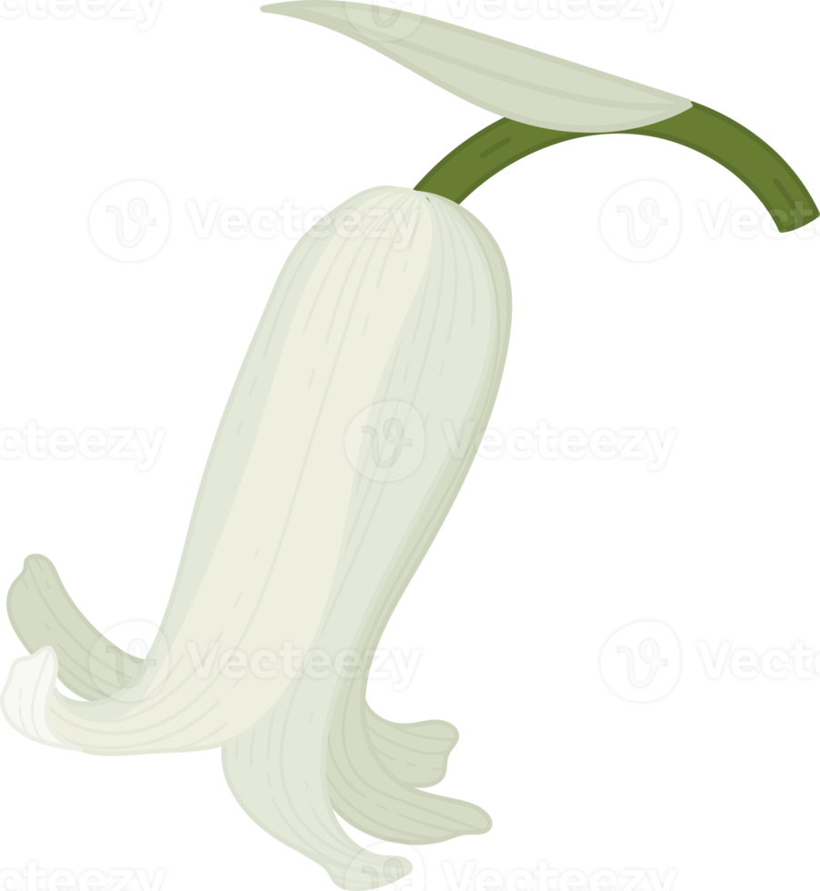 blåklocka blomma handritad illustration. png