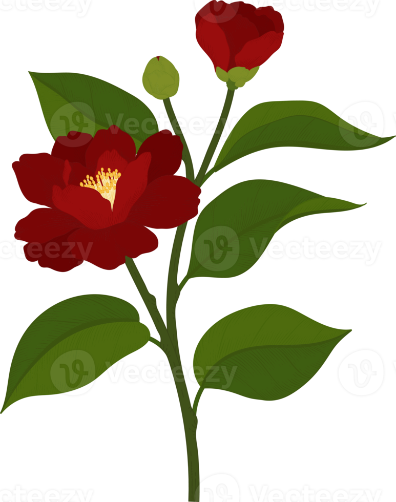 Red camellia flower hand drawn illustration. png