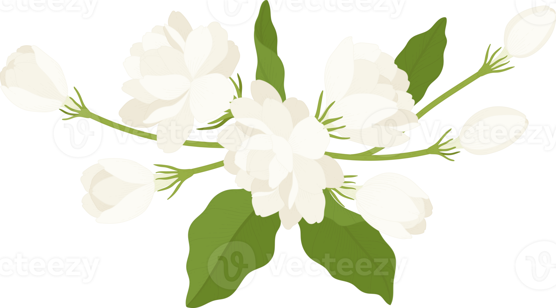 Bouquet of jasmine flower illustration. png