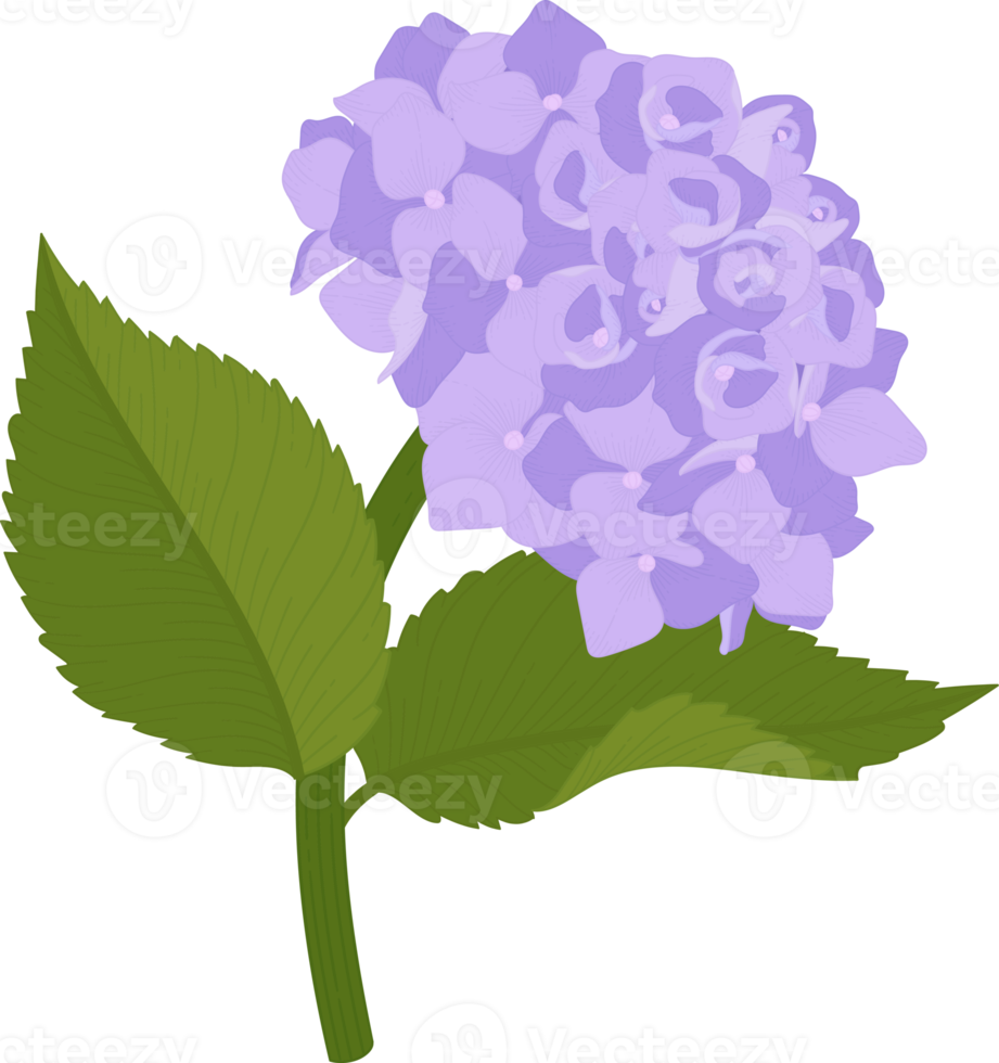 Purple hydrangea flower illustration. 10172247 PNG