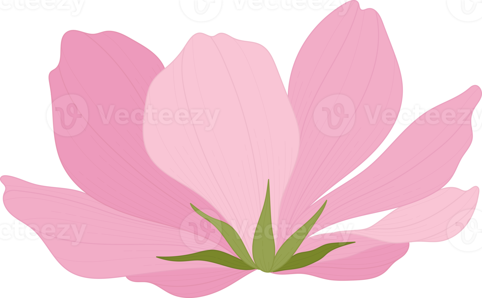 Pink cosmos flower hand drawn illustration. png