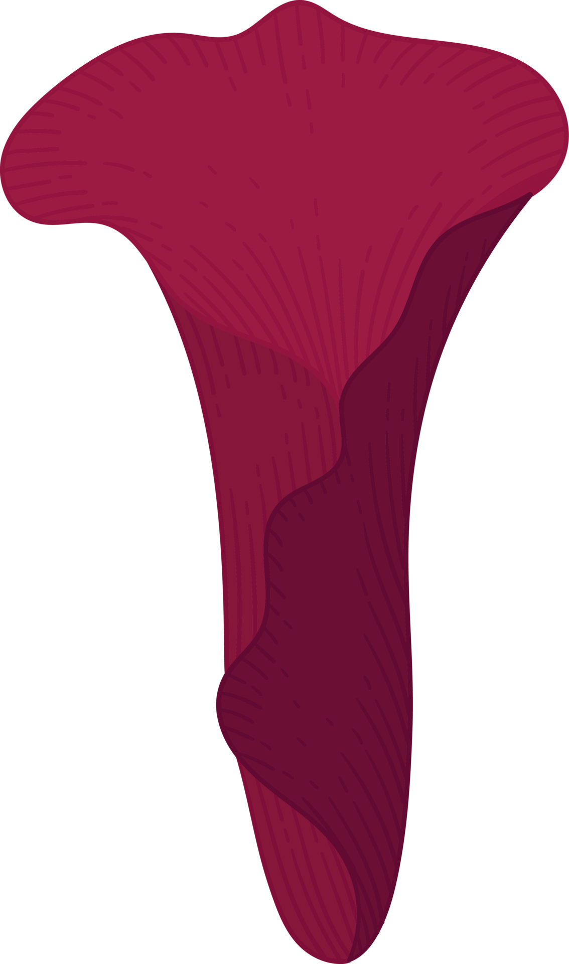 red-calla-lily-flower-hand-drawn-illustration-10172260-png