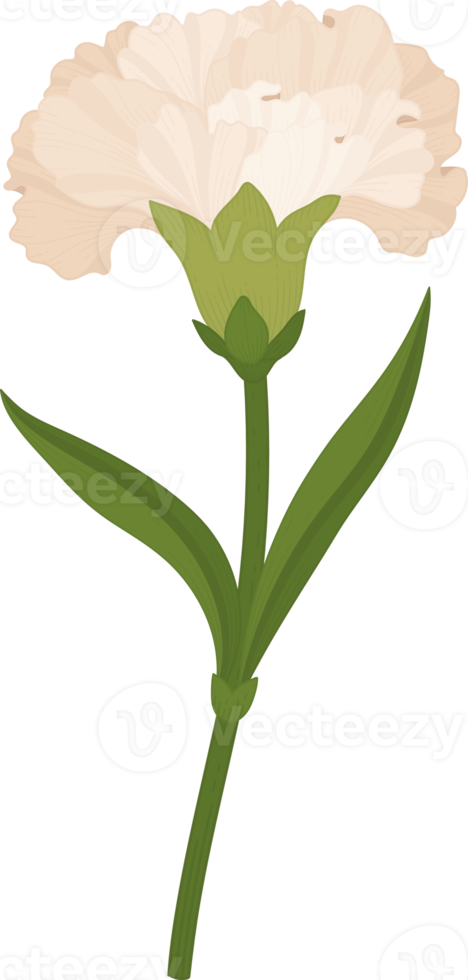 white carnation flower hand drawn illustration. 10172263 PNG