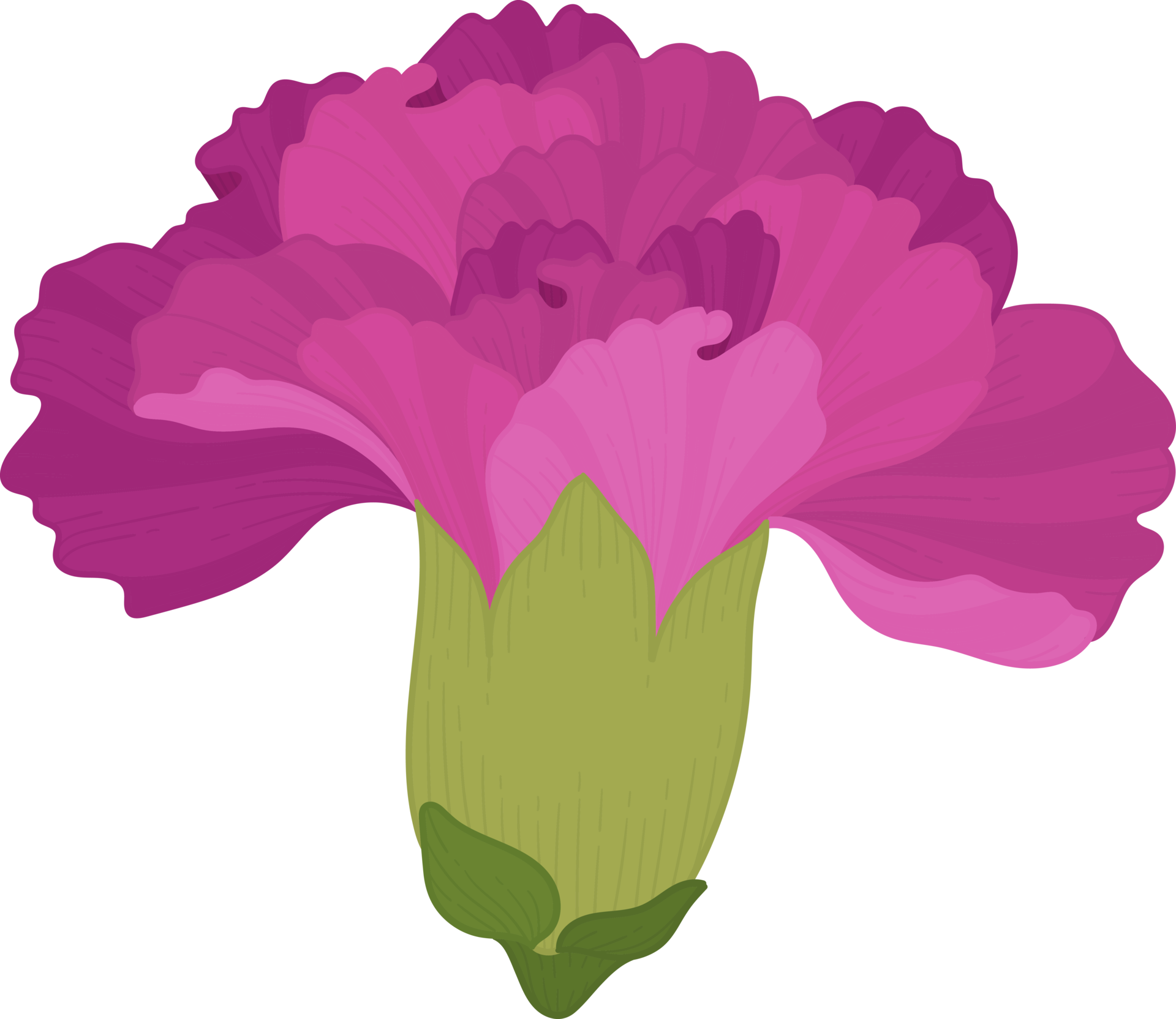 purple carnation flower hand drawn illustration. 10172266 PNG