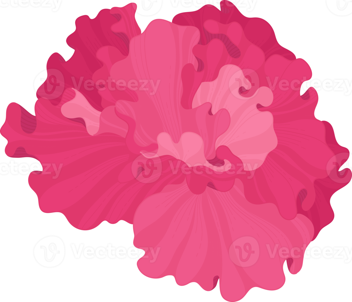 illustrazione disegnata a mano del fiore di ibisco rosa. png