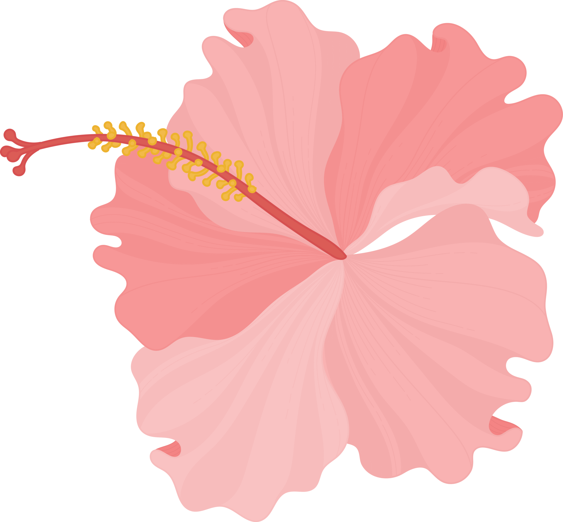 pink-hibiscus-flower-hand-drawn-illustration-10172271-png