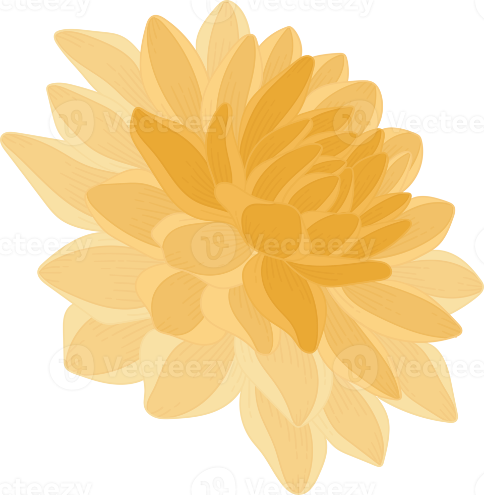 ilustración de dibujado a mano de flor de dalia amarilla. png