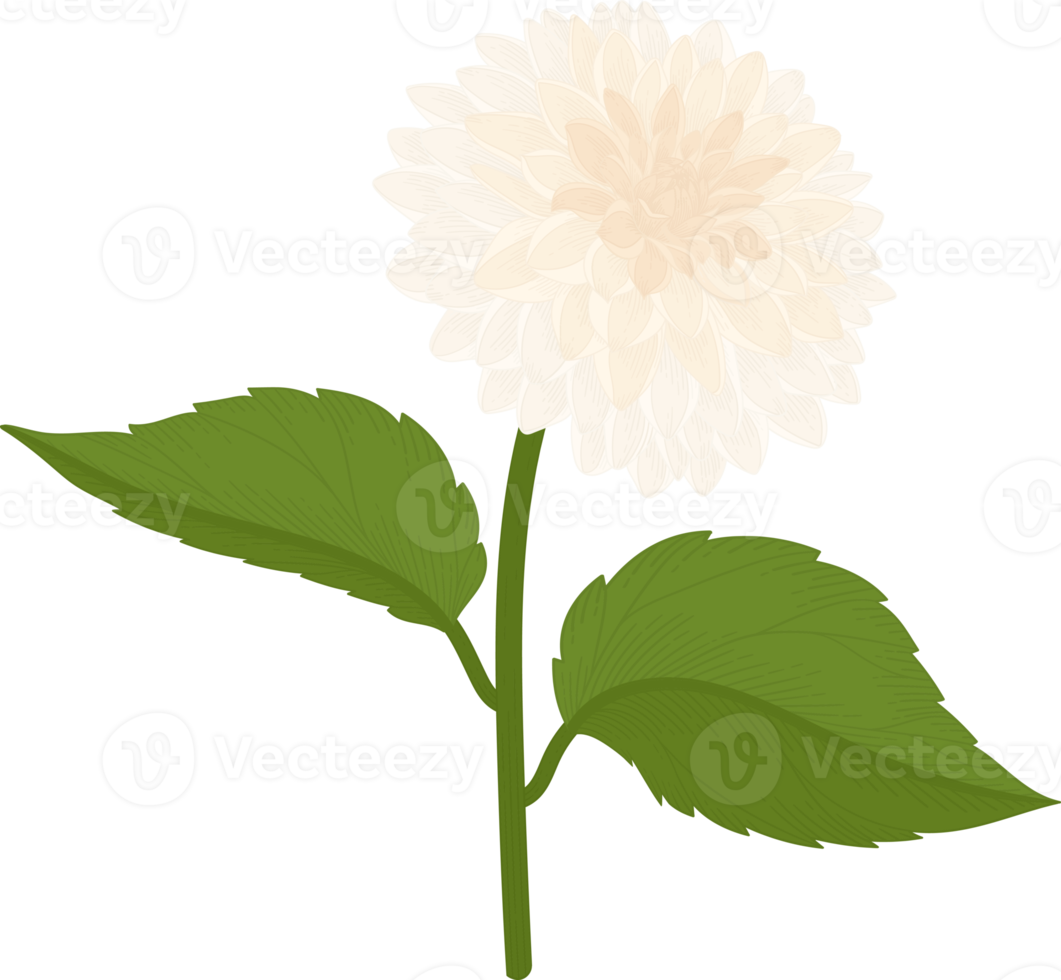 White dahlia flower hand drawn illustration. png