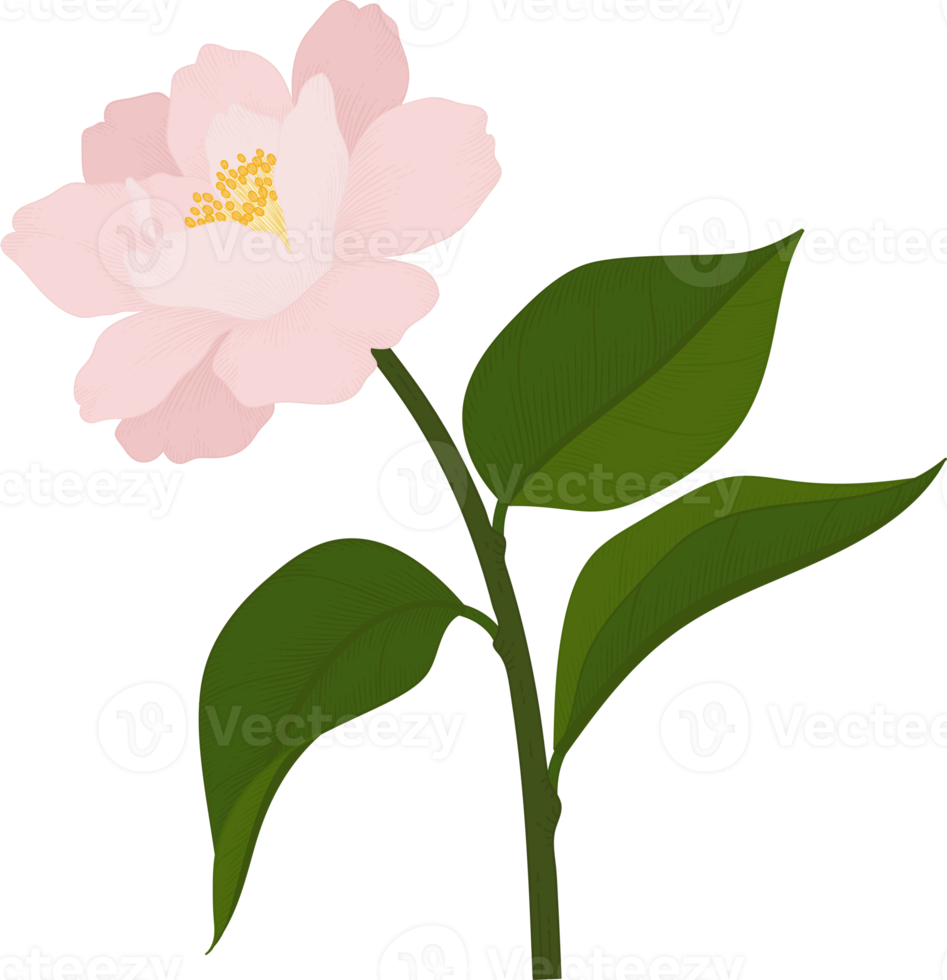 Pink camellia flower hand drawn illustration. png