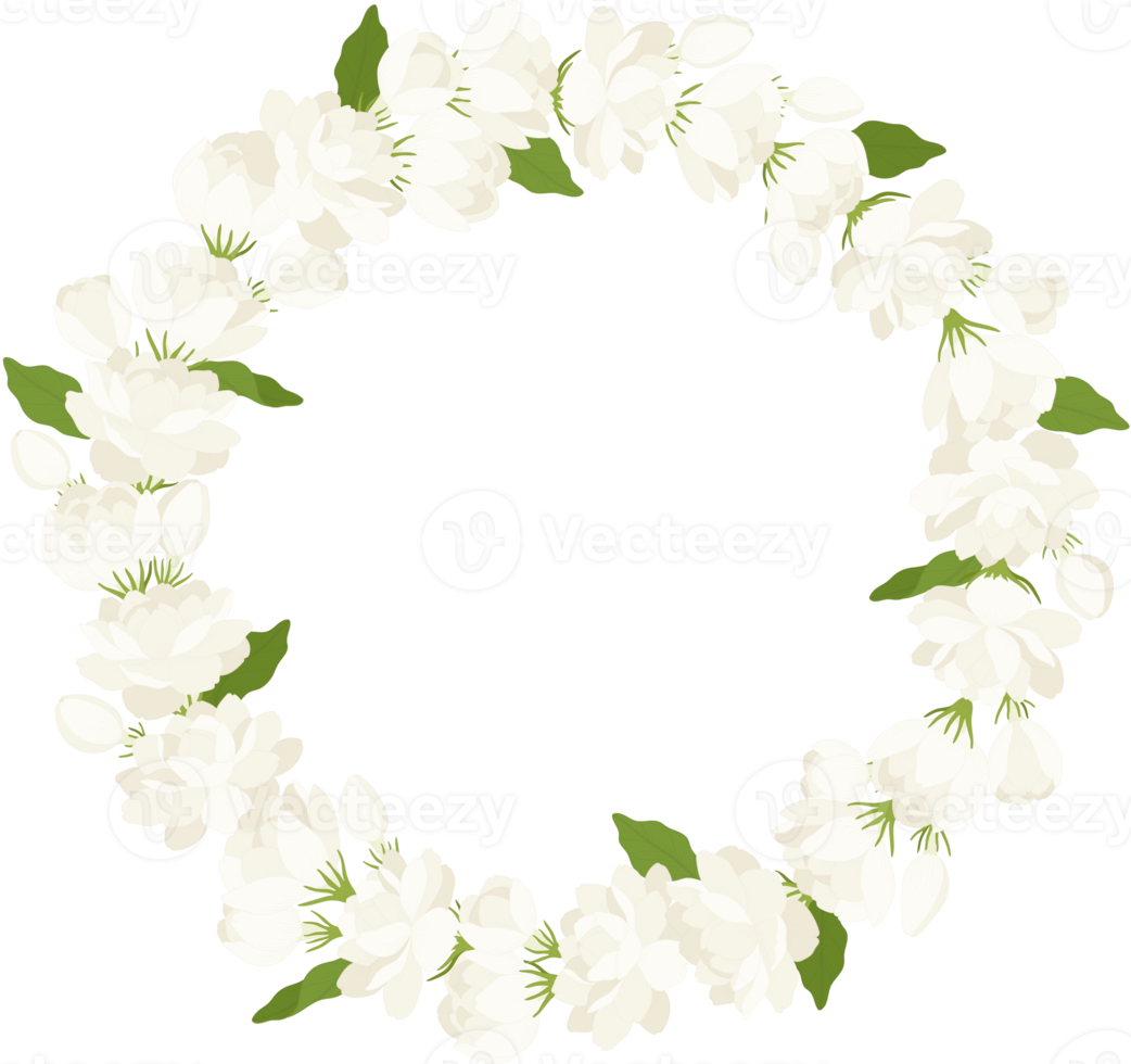 Wreath of jasmine flower illustration. png