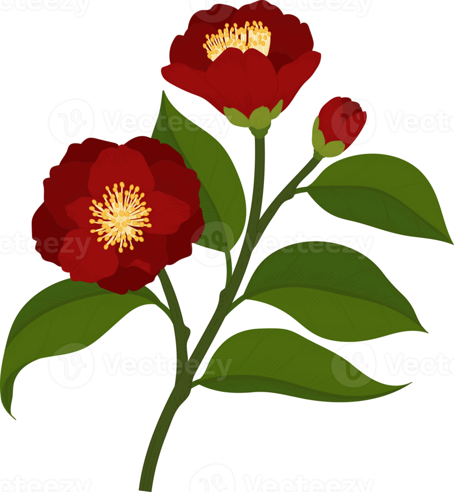 Red camellia flower hand drawn illustration. png