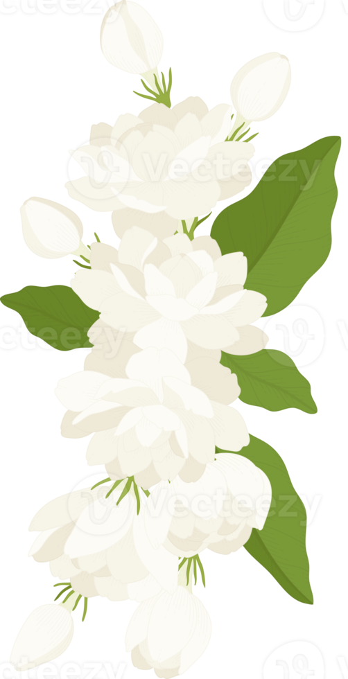 Bouquet of jasmine flower illustration. png