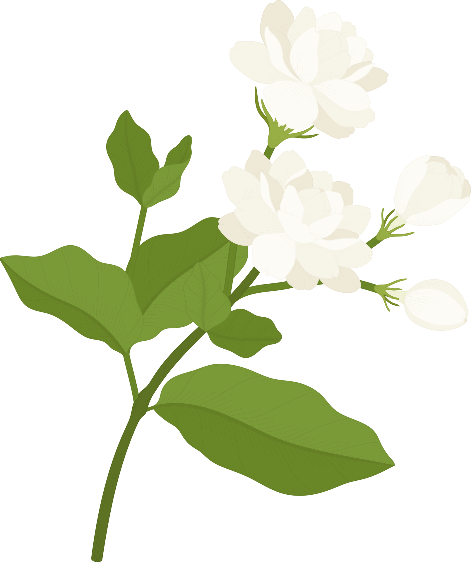 Jasmine Flower Vector Png
