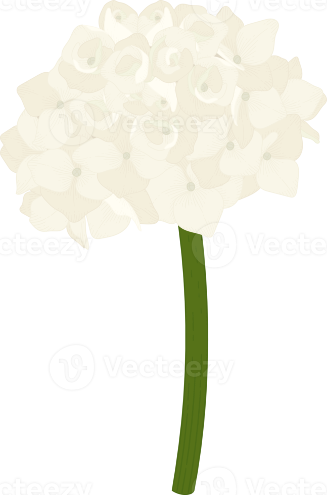 White hydrangea flower illustration. png