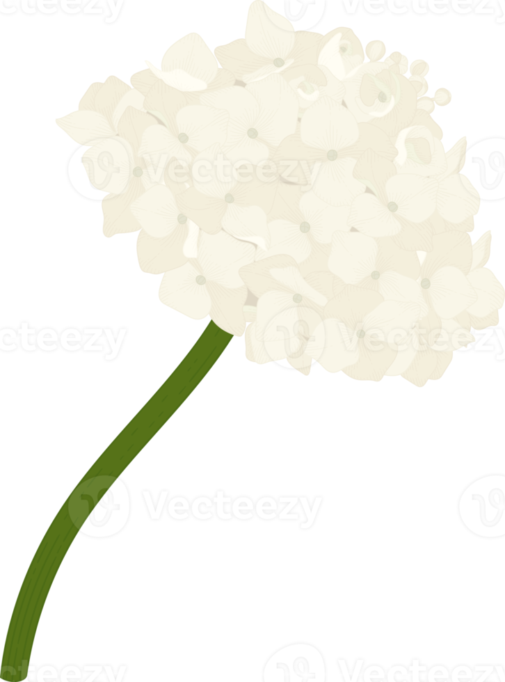 White hydrangea flower illustration. png