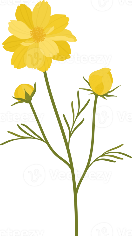 Yellow cosmos flower hand drawn illustration. png
