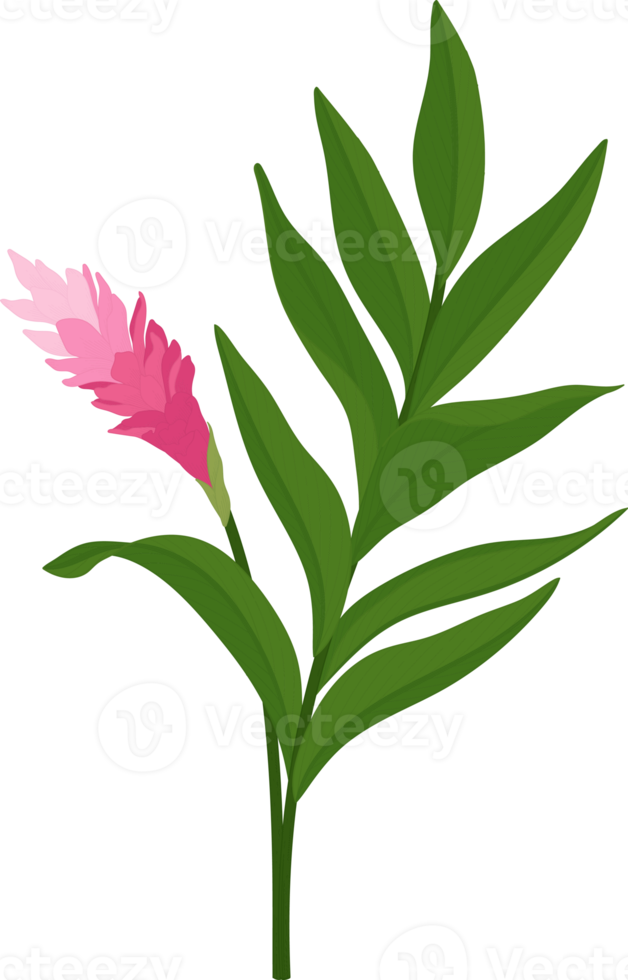 Pink ginger flower hand drawn illustration. 10172358 PNG