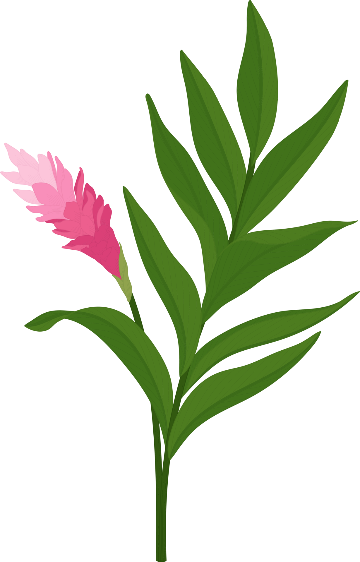 Pink ginger flower hand drawn illustration. 10172358 PNG