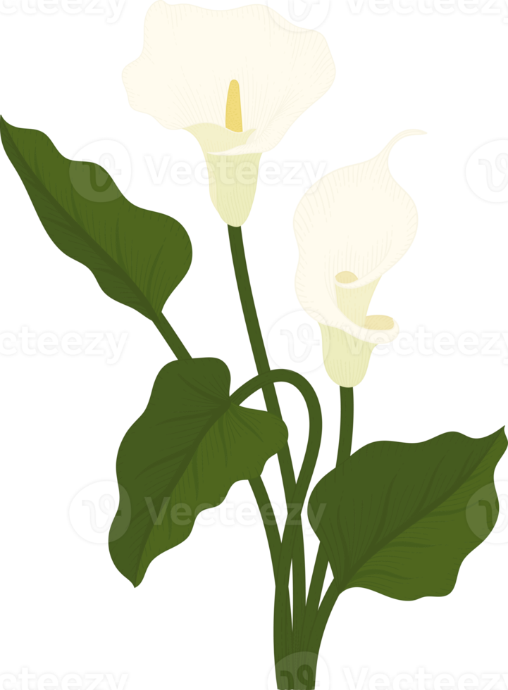 vit calla lilja blomma handritad illustration. png