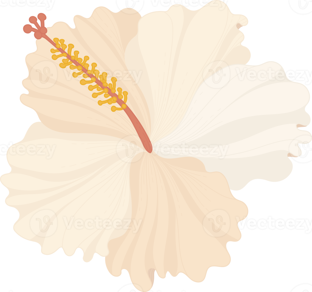 illustrazione disegnata a mano del fiore di ibisco bianco. png
