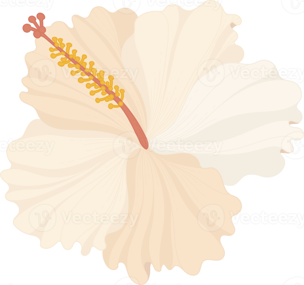 White Hibiscus flower hand drawn illustration. png