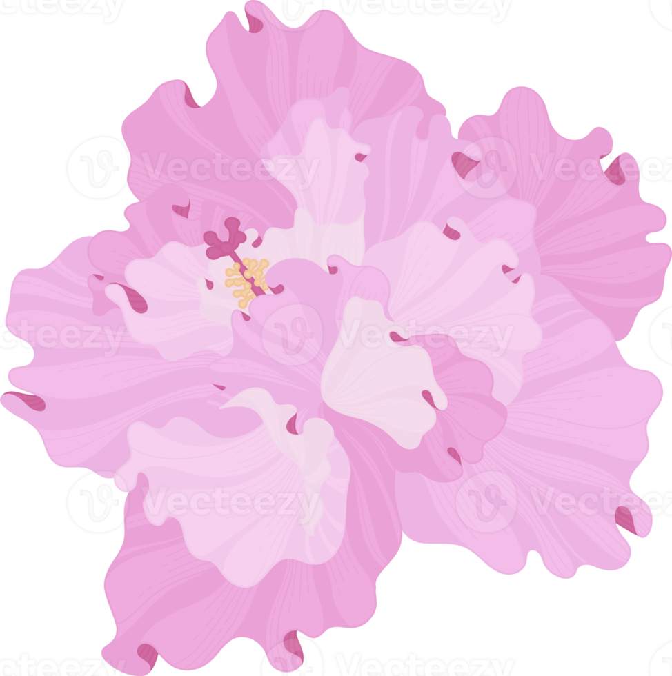 Pink Hibiscus flower hand drawn illustration. png