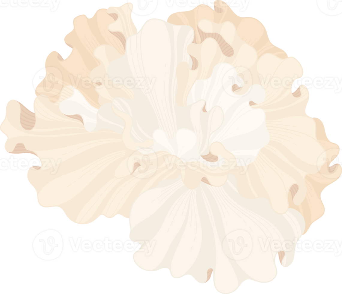 vit hibiskus blomma handritad illustration. png