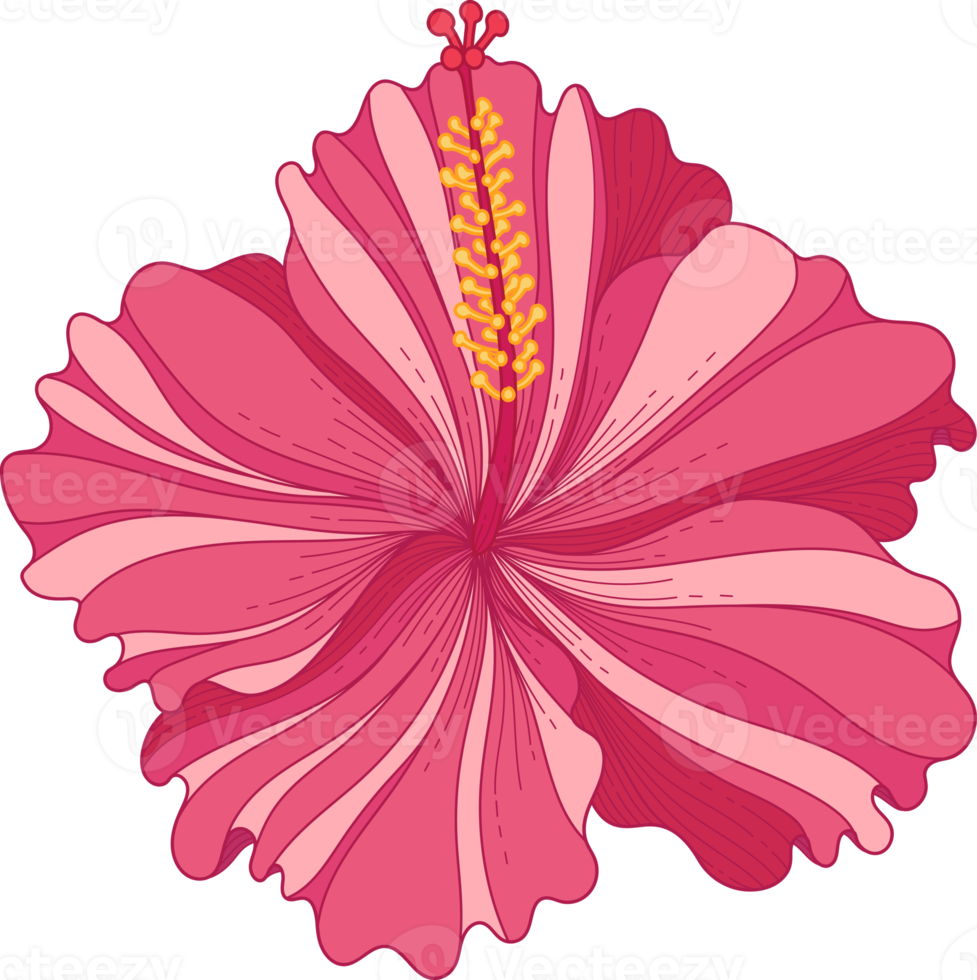 Hand drawn pink hibiscus tropical flower png