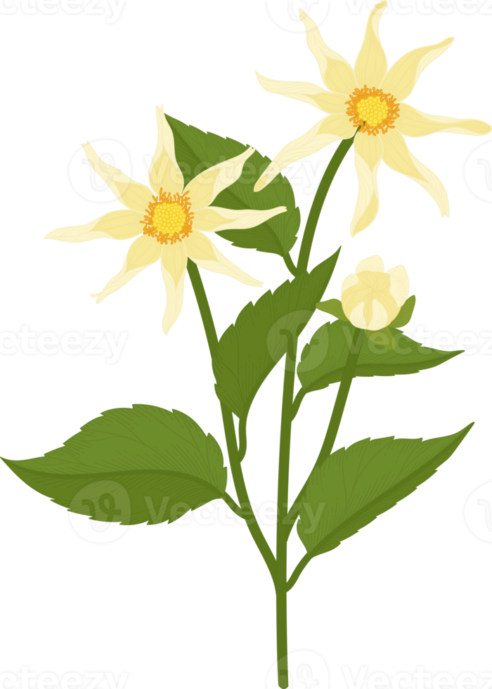 Yellow dahlia flower hand drawn illustration. png