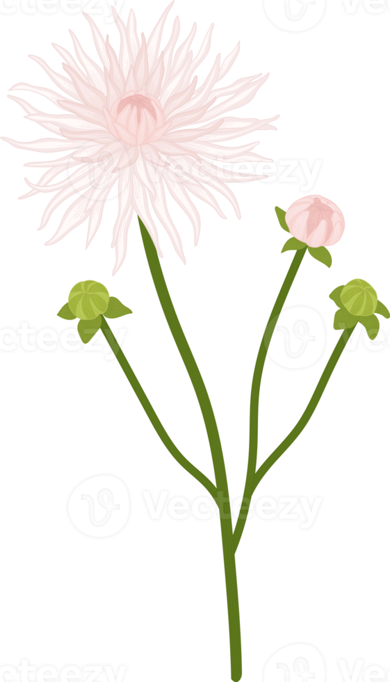 illustrazione disegnata a mano del fiore della dalia bianca. png