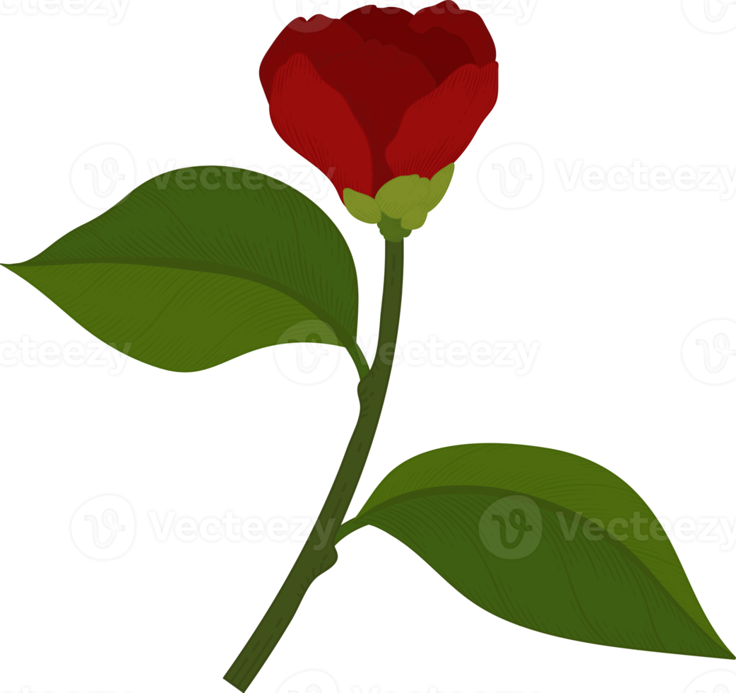 Red camellia flower hand drawn illustration. png