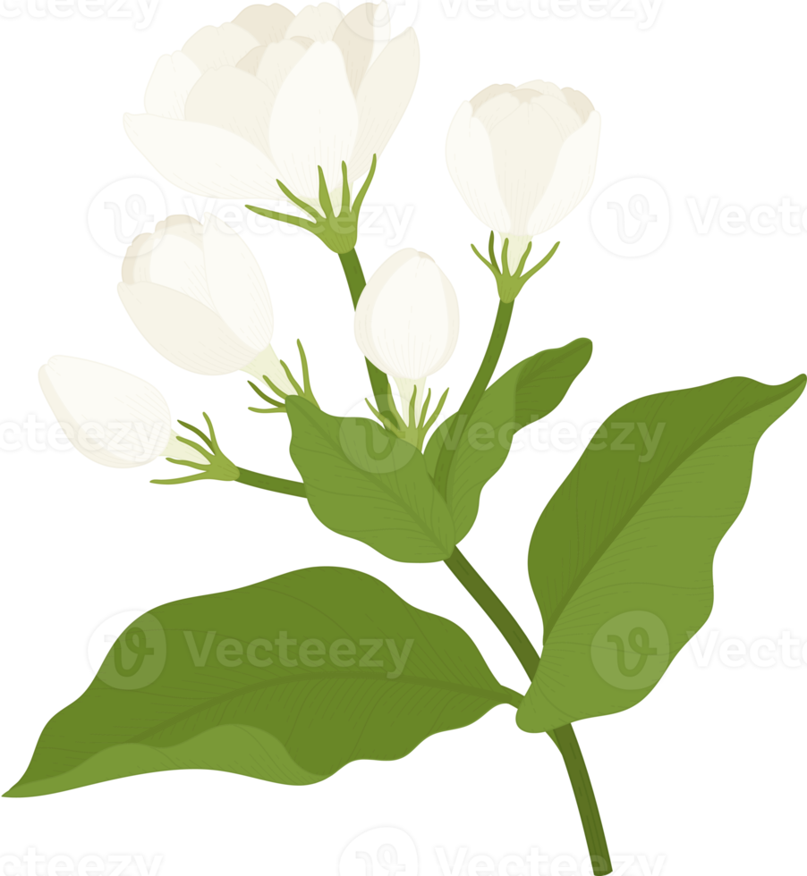ilustración dibujada a mano de flor de jazmín. png