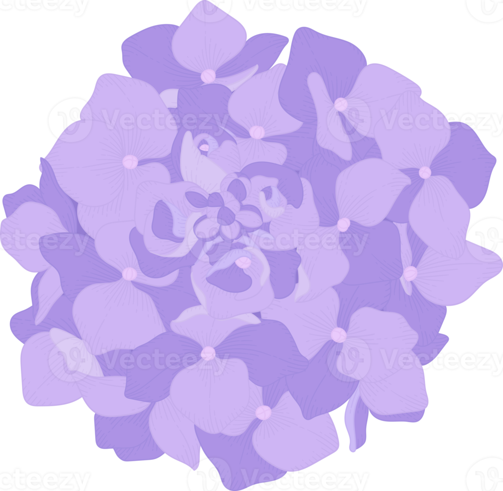 Purple hydrangea flower illustration. png