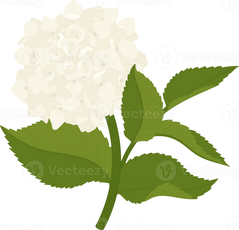 White hydrangea flower illustration. png
