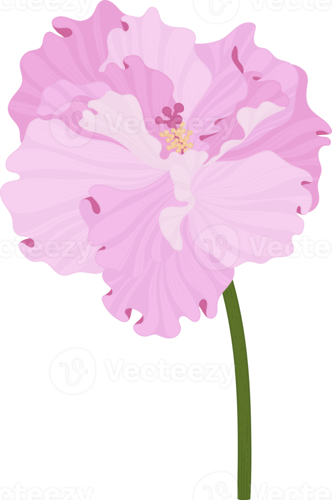 Pink Hibiscus flower hand drawn illustration. png