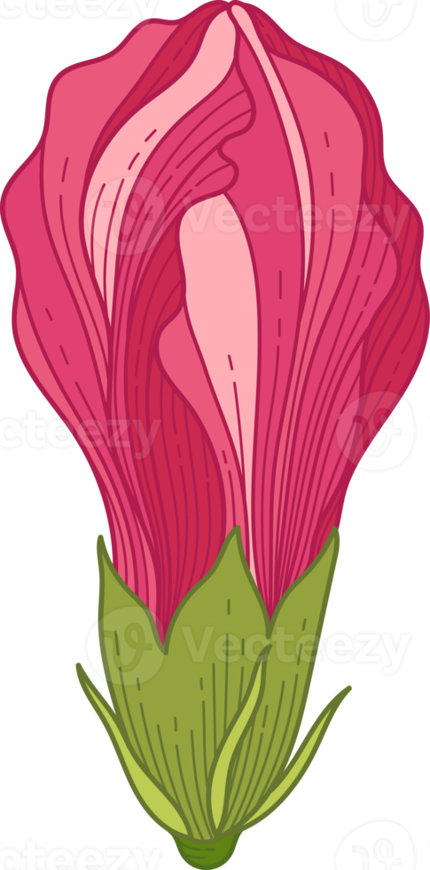 Hand drawn pink hibiscus tropical flower png