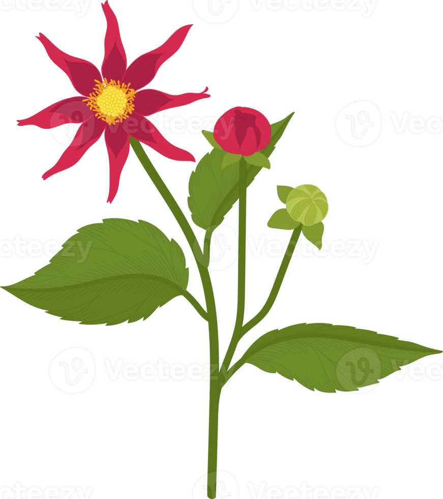 Red dahlia flower hand drawn illustration. png